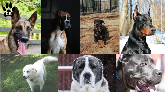 Top 10 Garden Guarding Dog Breeds